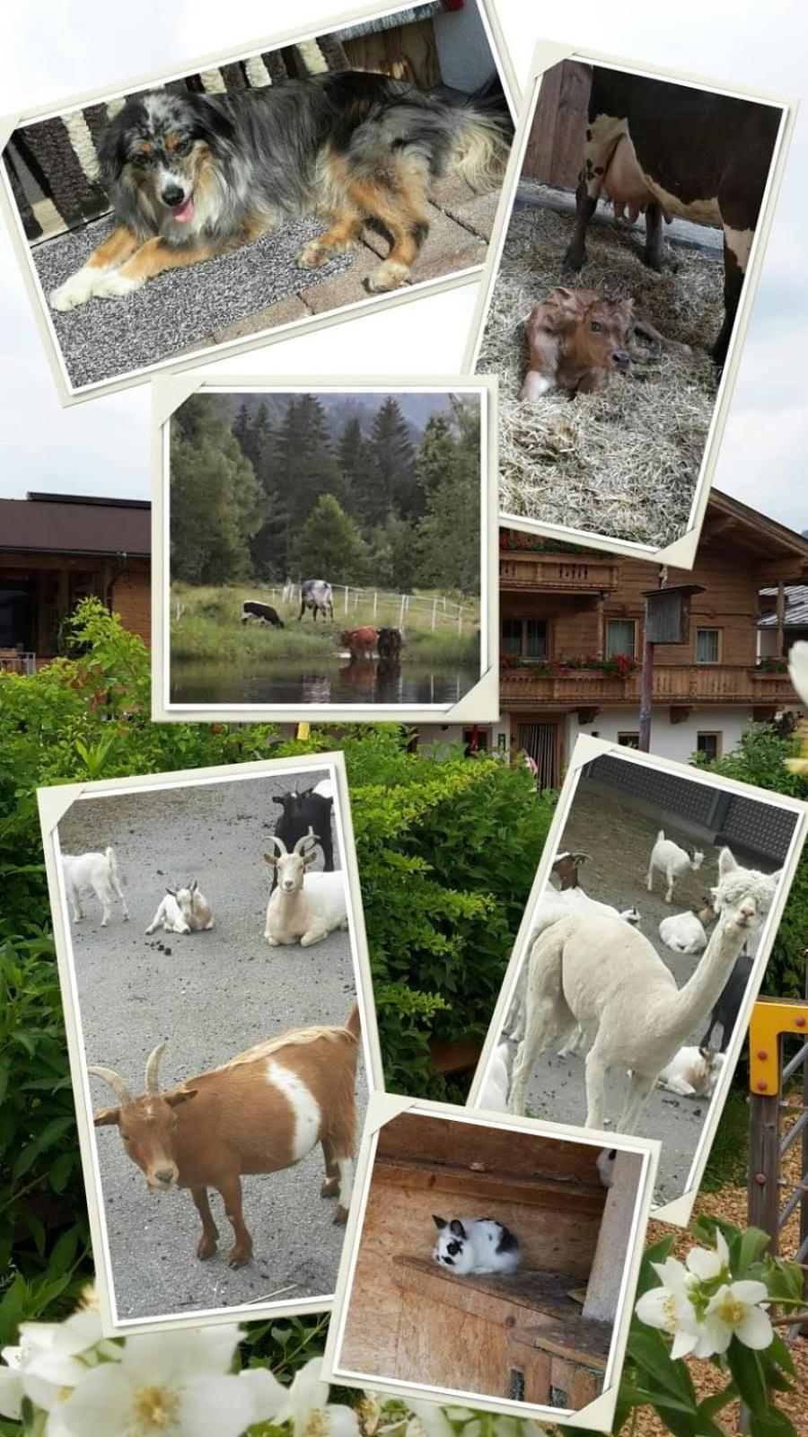 Bodenhof Ferienwohnungen Fieberbrunn Esterno foto