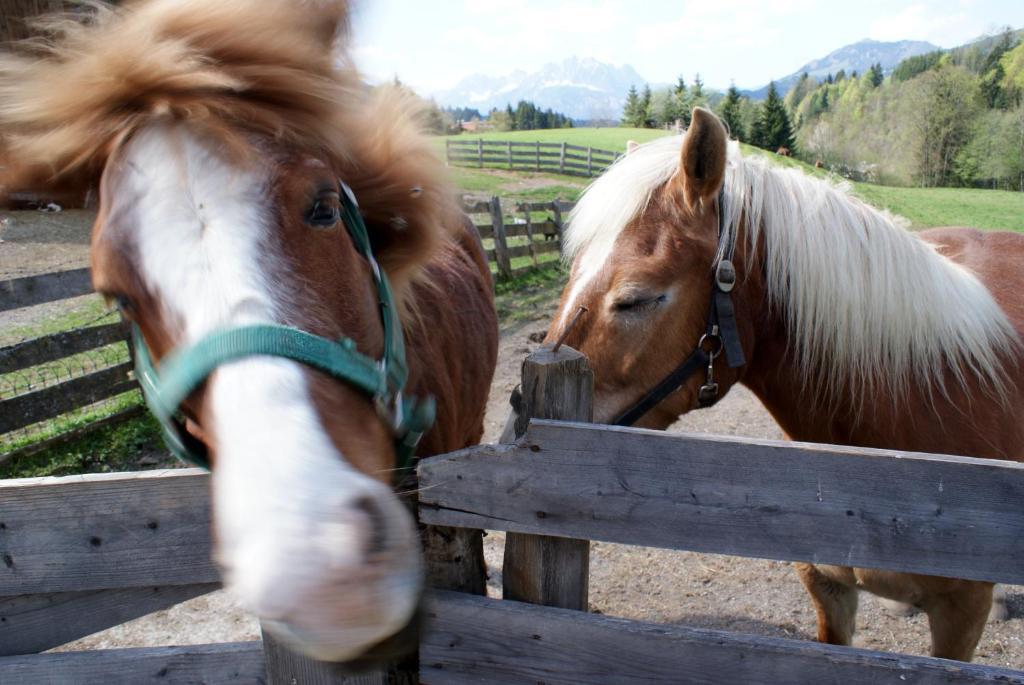 Bodenhof Ferienwohnungen Fieberbrunn Esterno foto