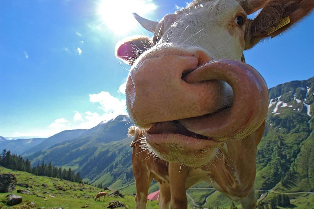 Bodenhof Ferienwohnungen Fieberbrunn Esterno foto