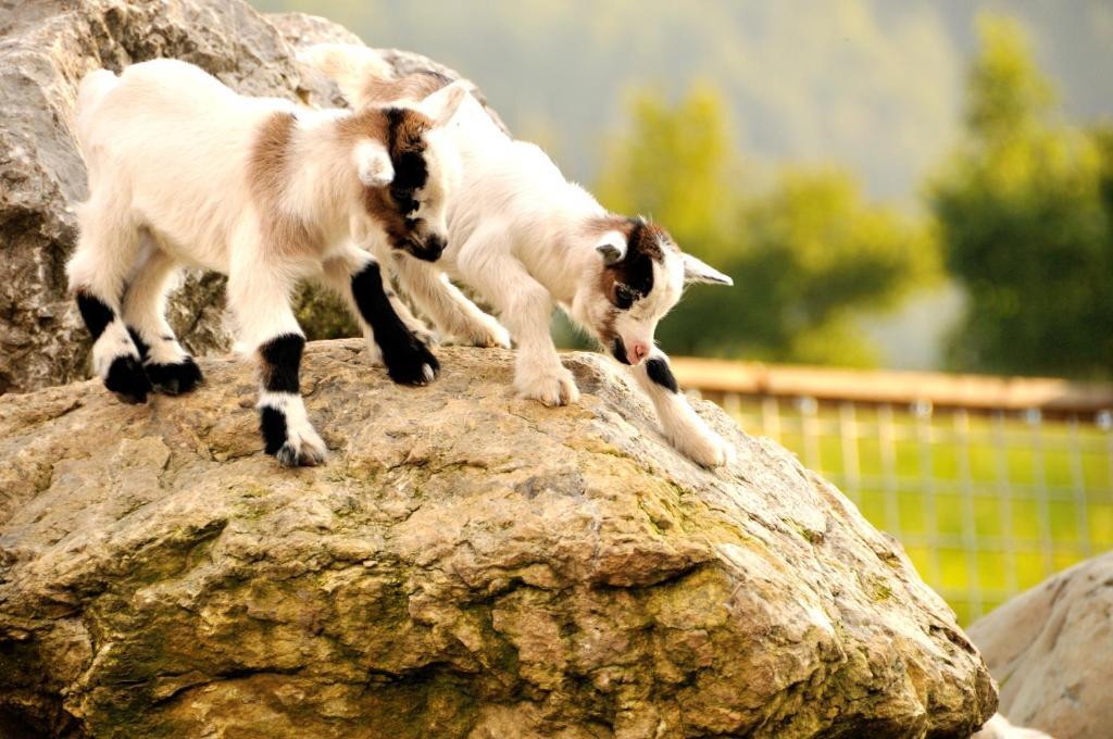 Bodenhof Ferienwohnungen Fieberbrunn Esterno foto