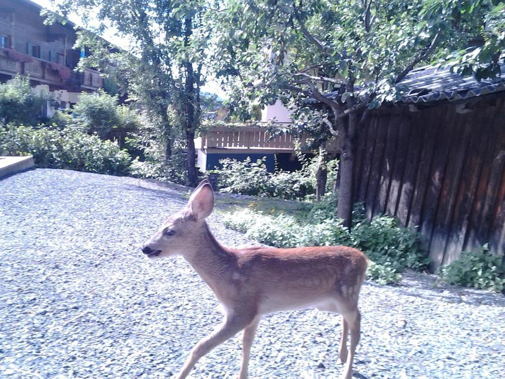 Bodenhof Ferienwohnungen Fieberbrunn Esterno foto